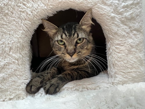 GARFUNKEL - Domestic Medium Hair available for adoption