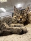 adoptable Cat in bradenton, FL named Moppet