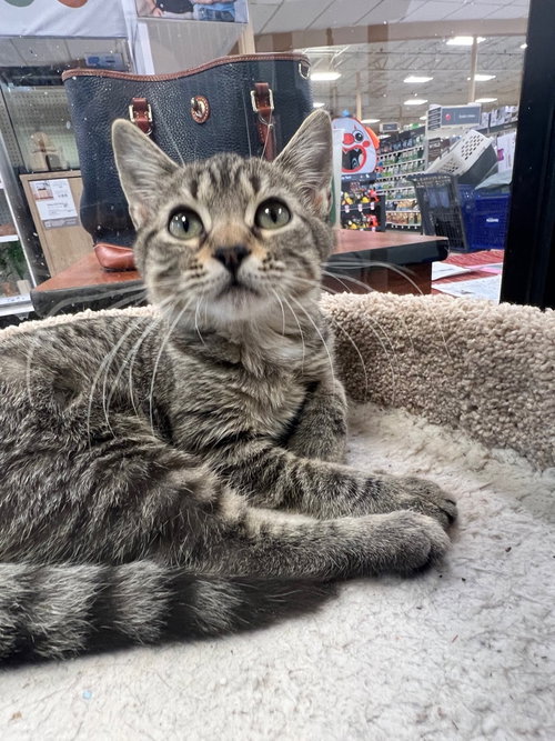 MOPPET - Domestic Short Hair / Tiger available for adoption