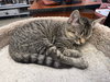Moppet - Photo 3