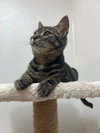 Moppet - Photo 4