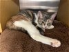 adoptable Cat in bradenton, FL named Misty