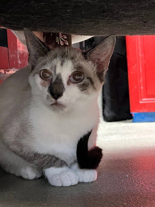 KOKO - Siamese available for adoption