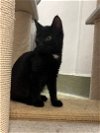 adoptable Cat in bradenton, FL named Mali