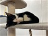 adoptable Cat in bradenton, FL named Misha and Magpie
