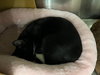 Misha and Magpie - Photo 2