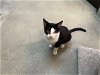 adoptable Cat in bradenton, FL named Bouncer