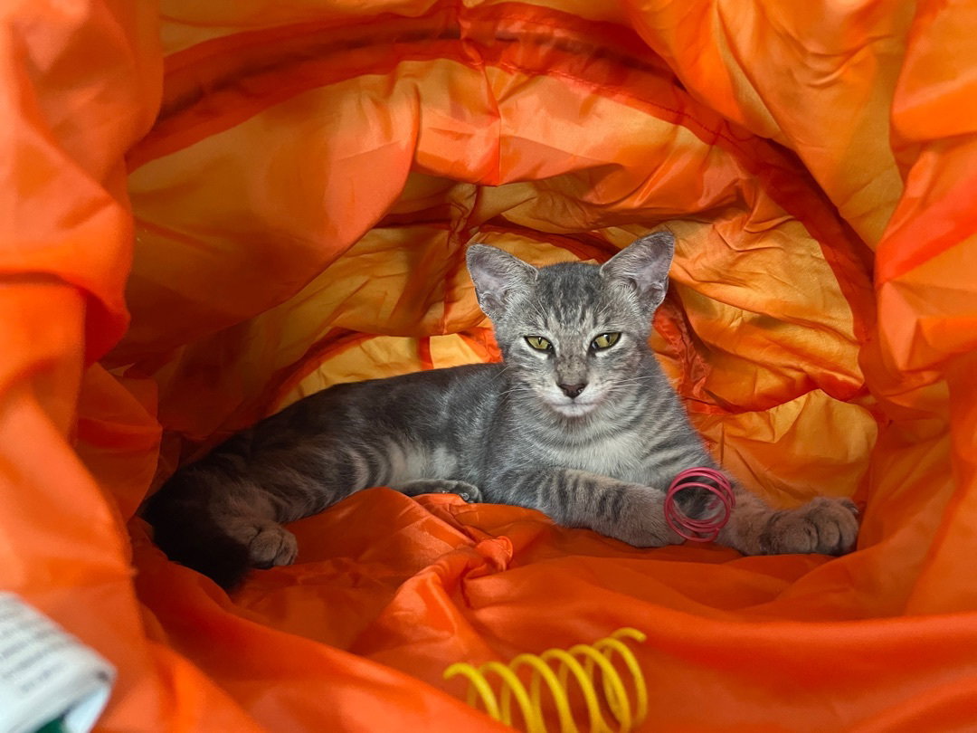 Cats for Adoption in Redington Shores, Florida Alpha Paw