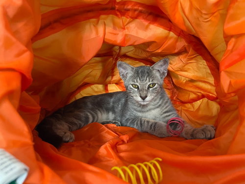 PERI - Tabby available for adoption