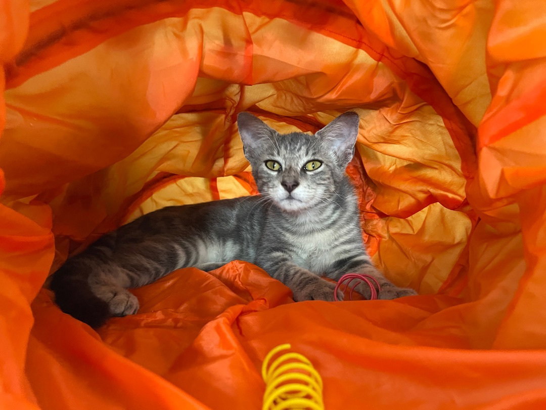 Cats for Adoption in Redington Shores, Florida Alpha Paw