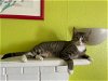 adoptable Cat in bradenton, FL named Azalea