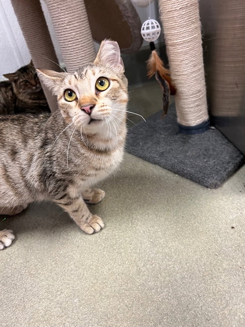 RITZY - Domestic Short Hair available for adoption