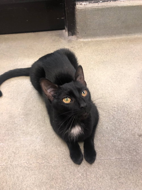 NERI - Domestic Short Hair available for adoption