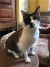 adoptable Cat in bradenton, FL named Dopey