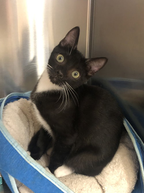 ROCKY - Tuxedo available for adoption
