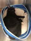 Rocky - Photo 5