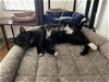 adoptable Cat in bradenton, FL named Dixie Cat