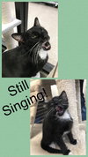 Dixie Cat - Photo 2