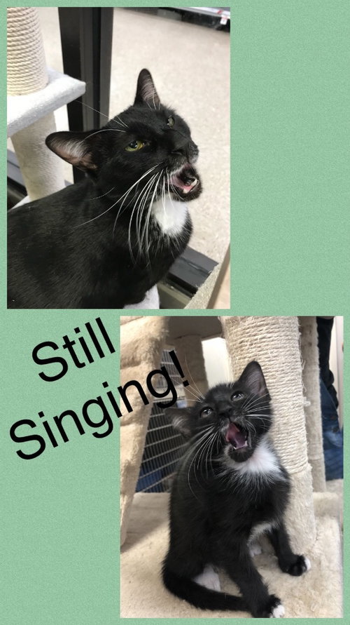 DIXIE CAT - Tuxedo available for adoption