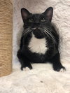 Dixie Cat - Photo 3