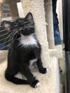Dixie Cat - Photo 4