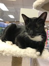 Dixie Cat - Photo 5