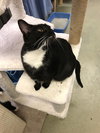 Dixie Cat - Photo 6