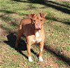 adoptable Dog in , NC named Dale