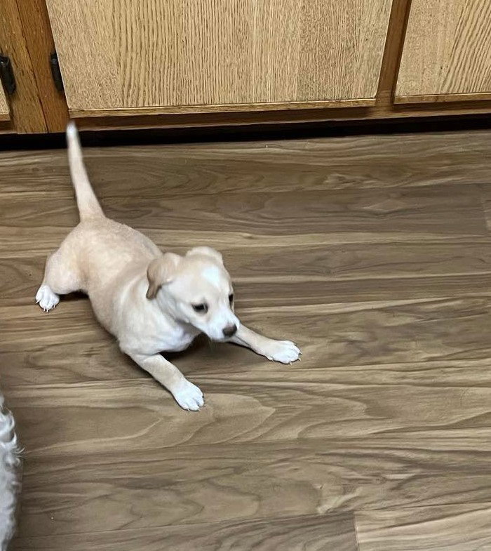 Dog for Adoption Puppy Peaches, a Poodle (Standard) in Hoke County
