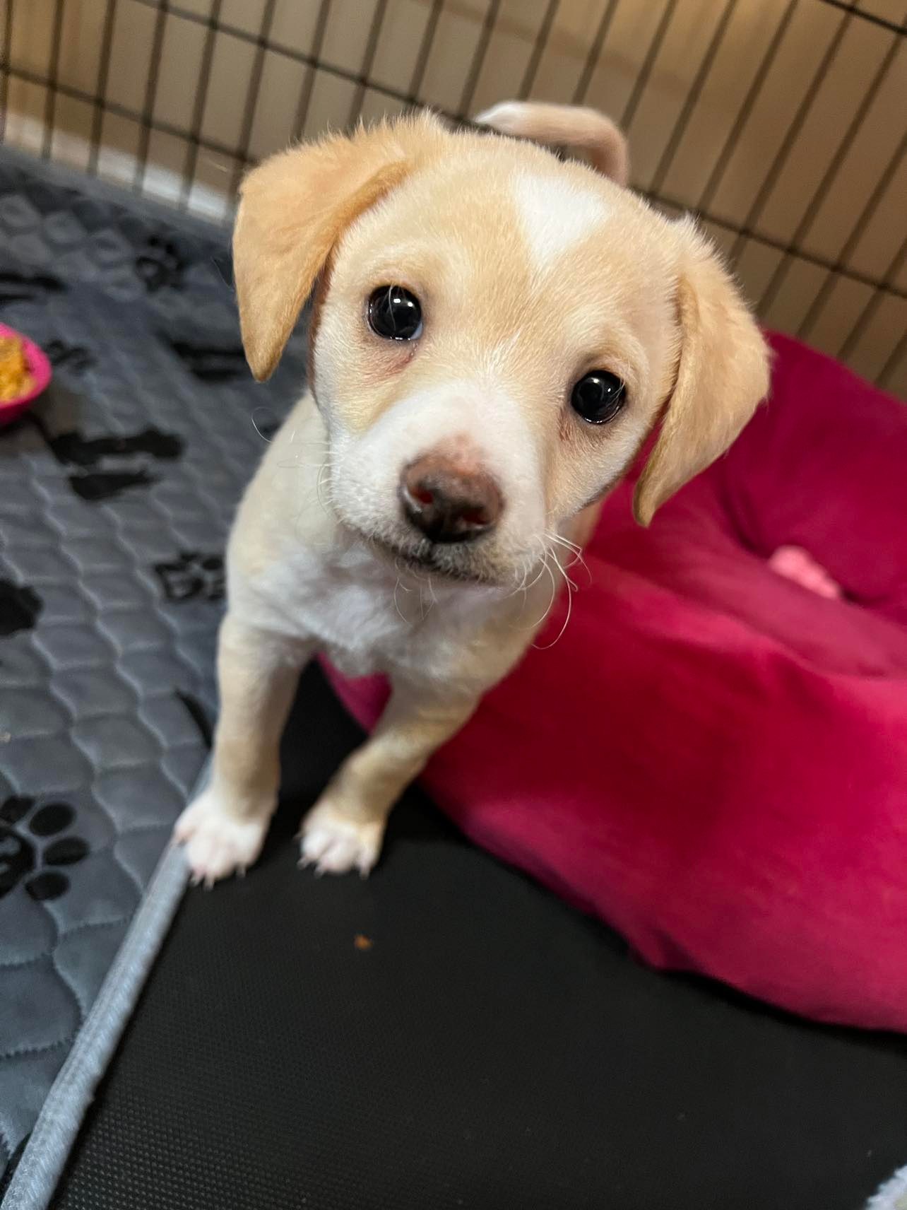 Dog for Adoption Puppy Peaches, a Poodle (Standard) in Hoke County