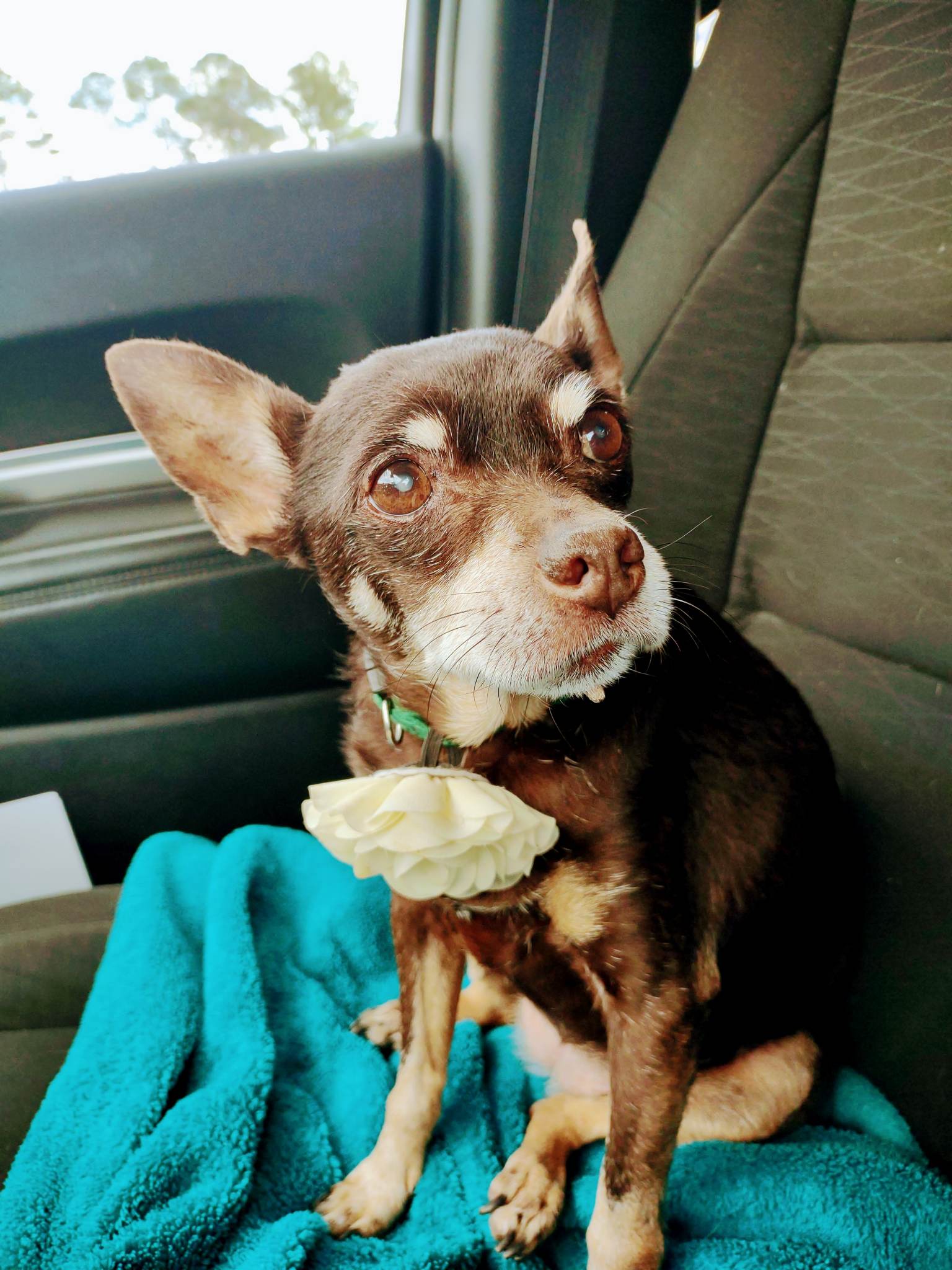 Dog for Adoption Pearl, a Chihuahua in Fuquay Varina, NC Alpha Paw