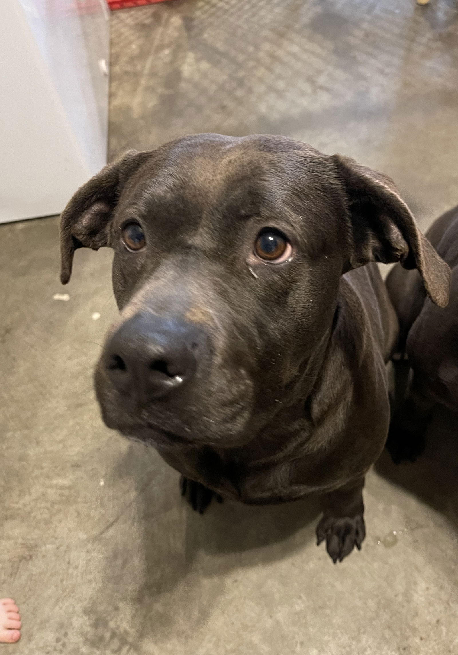 Dog for Adoption - Midnight, a Labrador Retriever in Fuquay Varina, NC ...