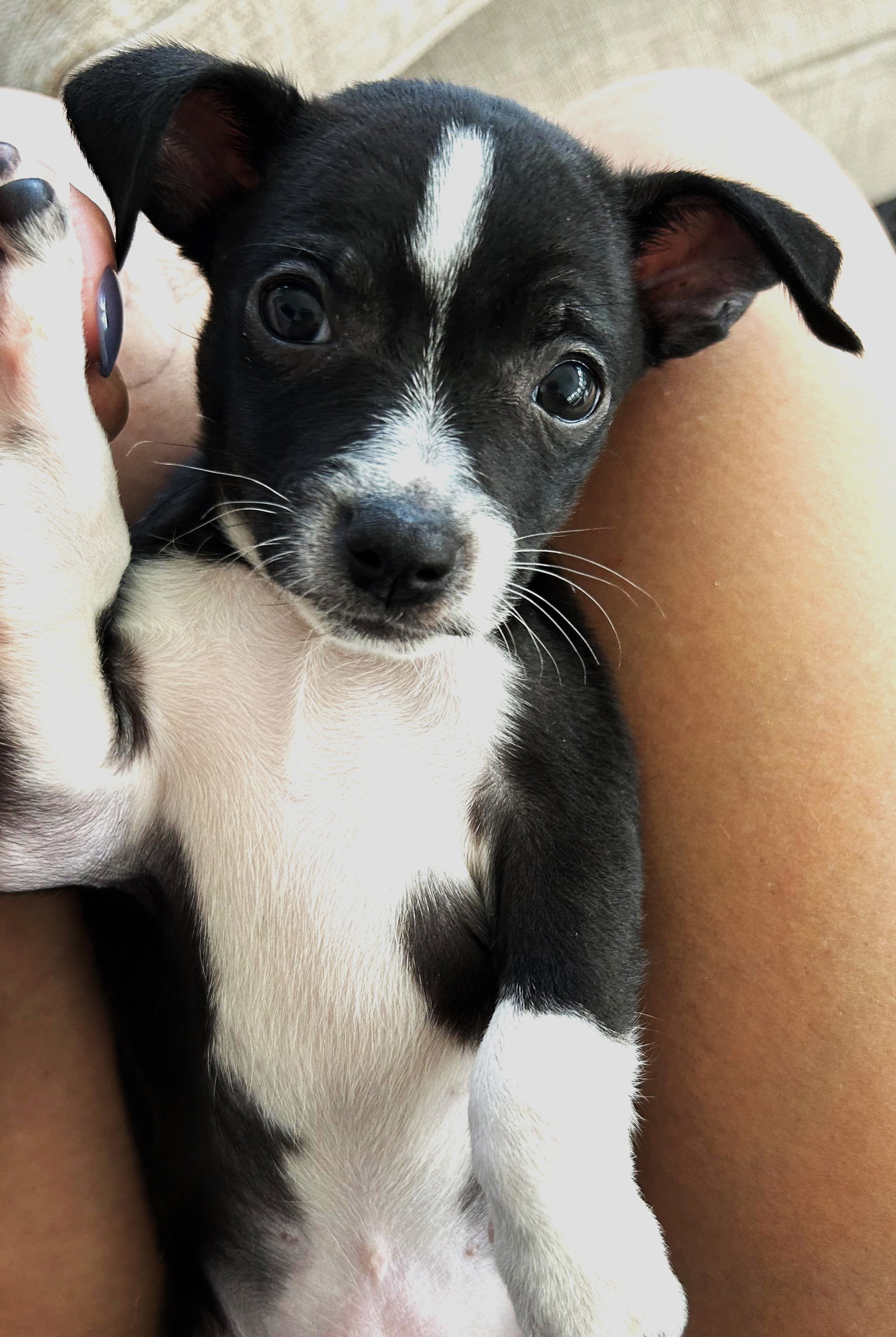Dog for Adoption - Louie, a Rat Terrier in East Rockingham, NC | Alpha Paw