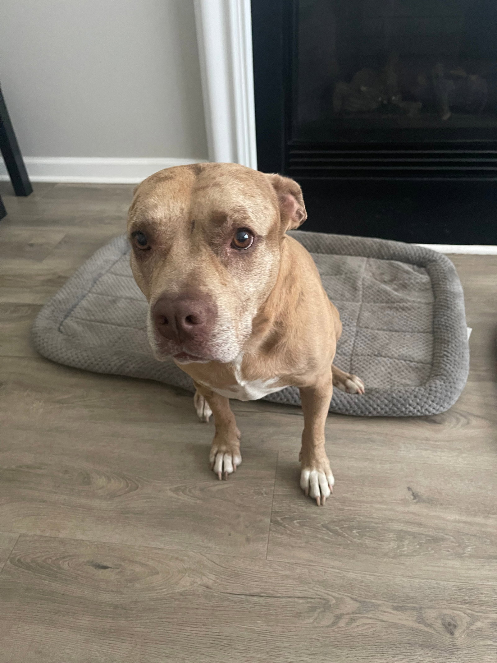Dog for Adoption Natalie, a American Staffordshire Terrier in