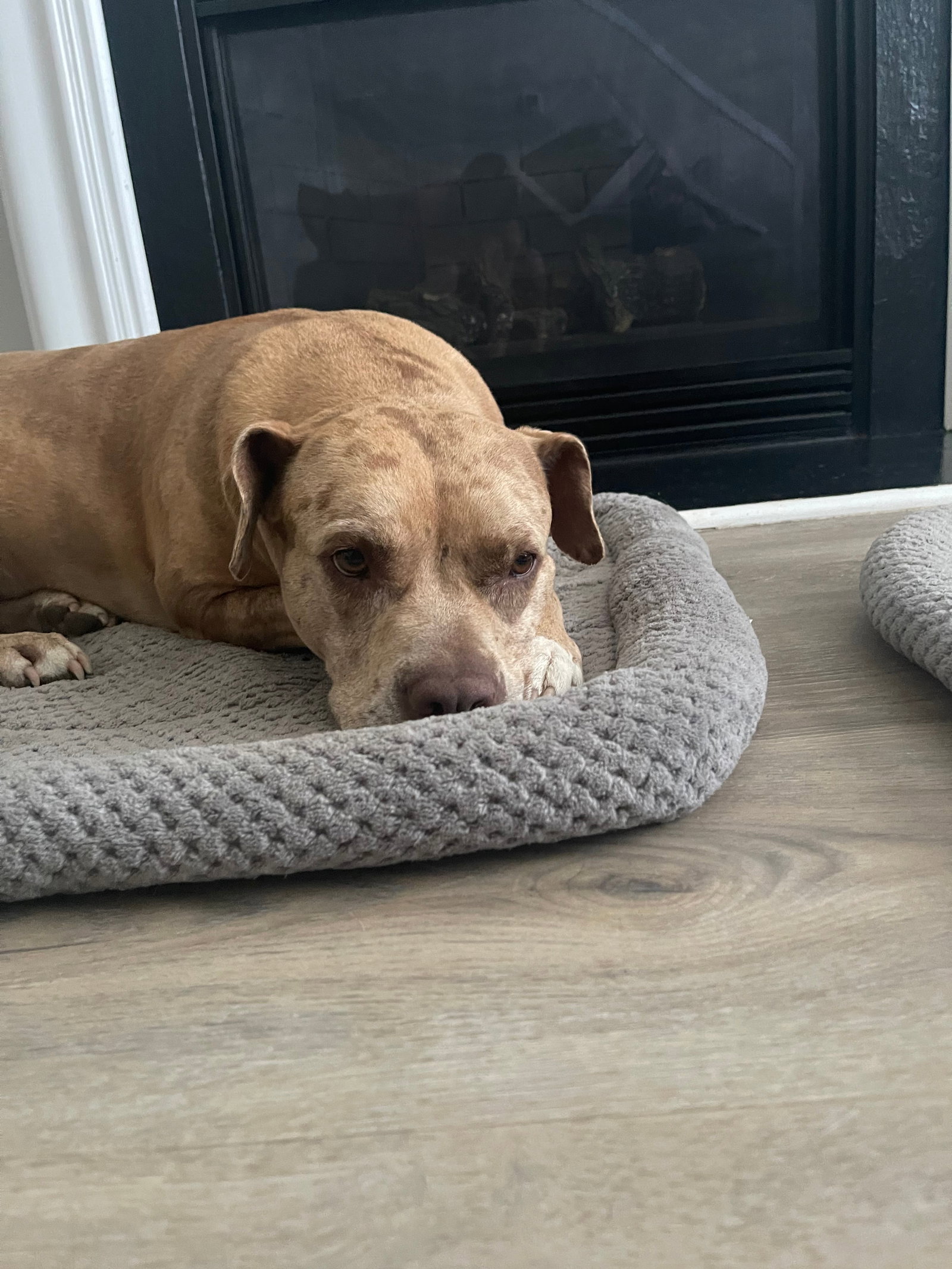 Dog for Adoption Natalie, a American Staffordshire Terrier in