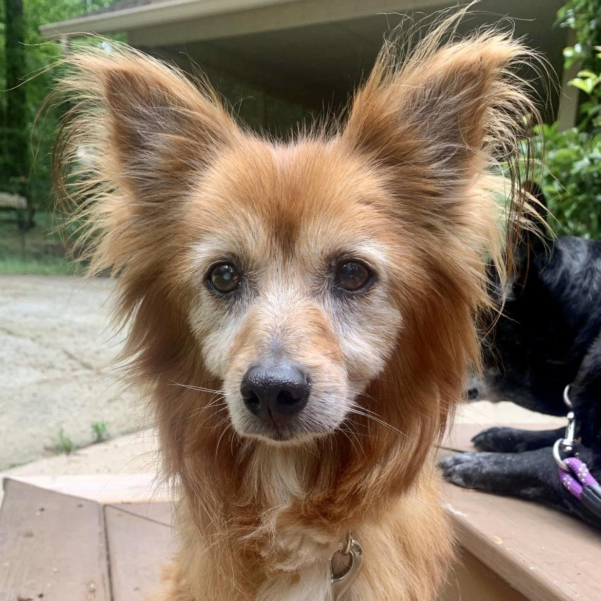 Dog for Adoption - Archie, a Pomeranian in Raleigh, NC | Alpha Paw