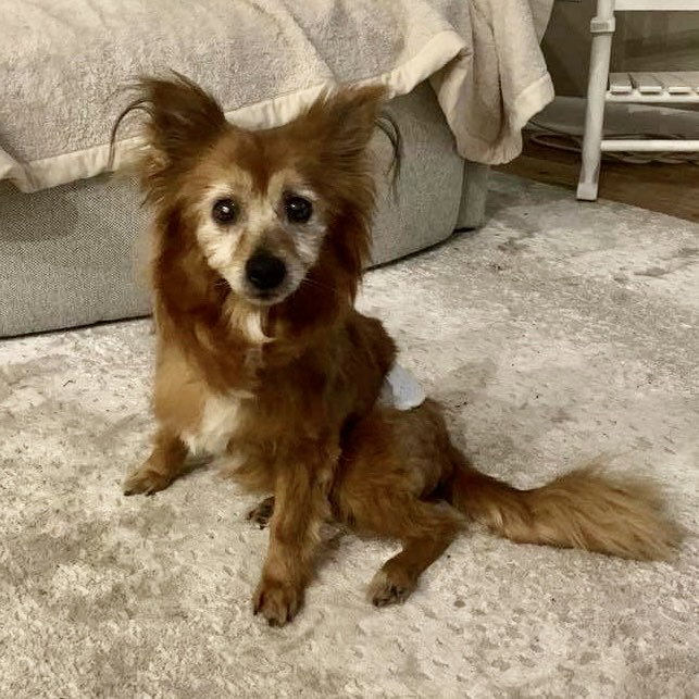 Dog for Adoption - Archie, a Pomeranian in Raleigh, NC | Alpha Paw