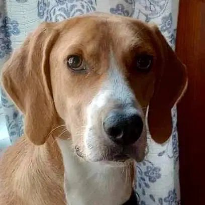 Henry - Hound