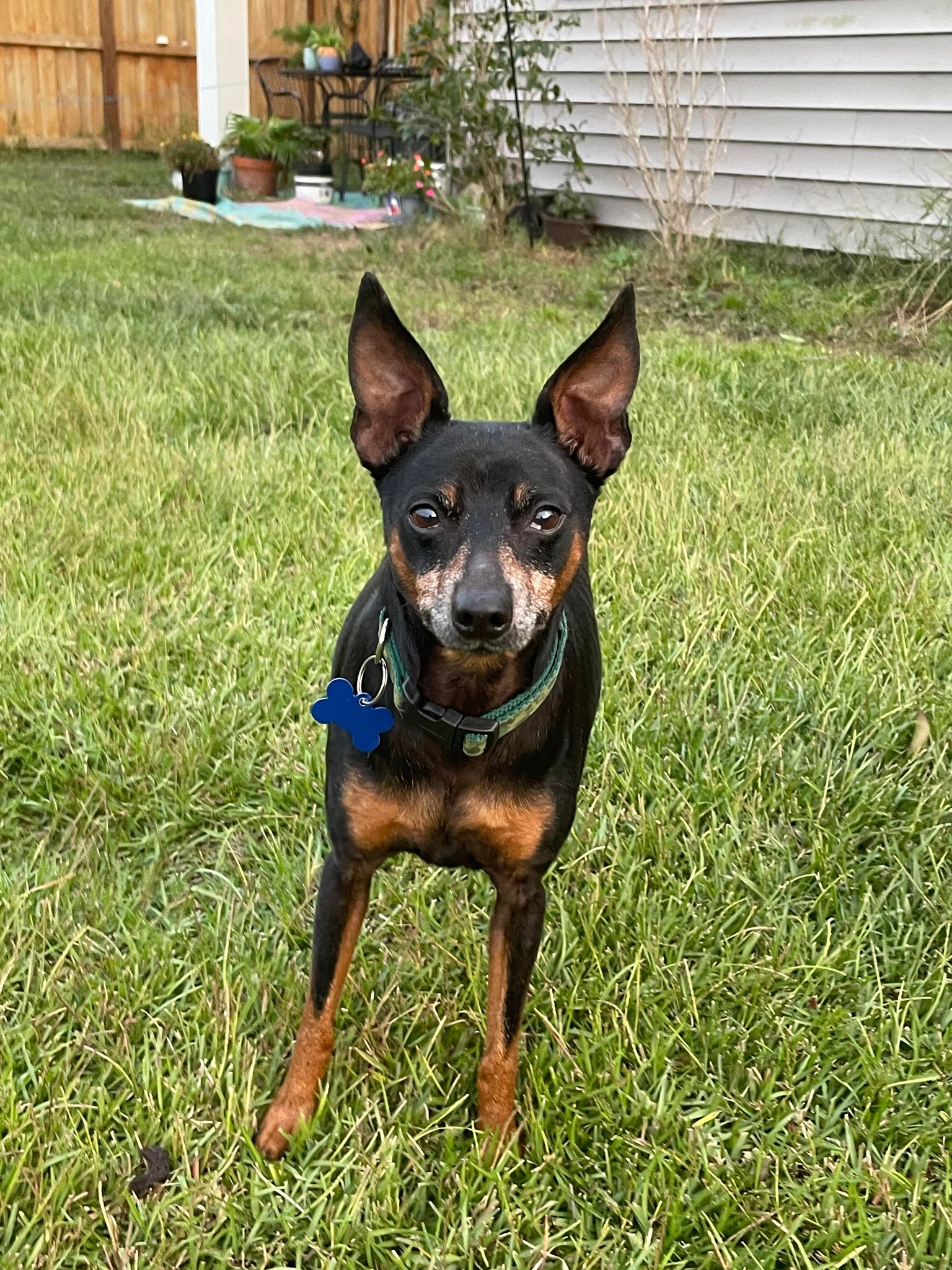 adoptable Dog in Spring Lake, NC named Toby Roby