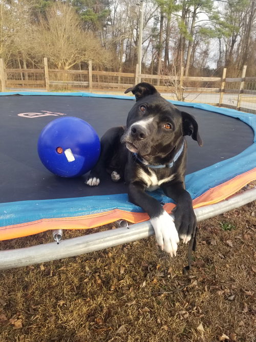 picture of the dog needing adoption
