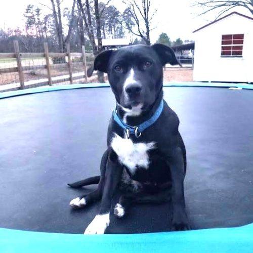 adoptable Dog in Spring Lake, NC named Raven