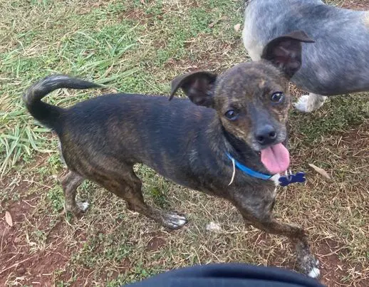 Kong - Chihuahua