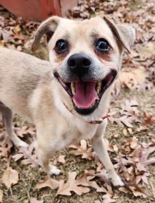 adoptable Dog in Spring Lake, NC named Cooper