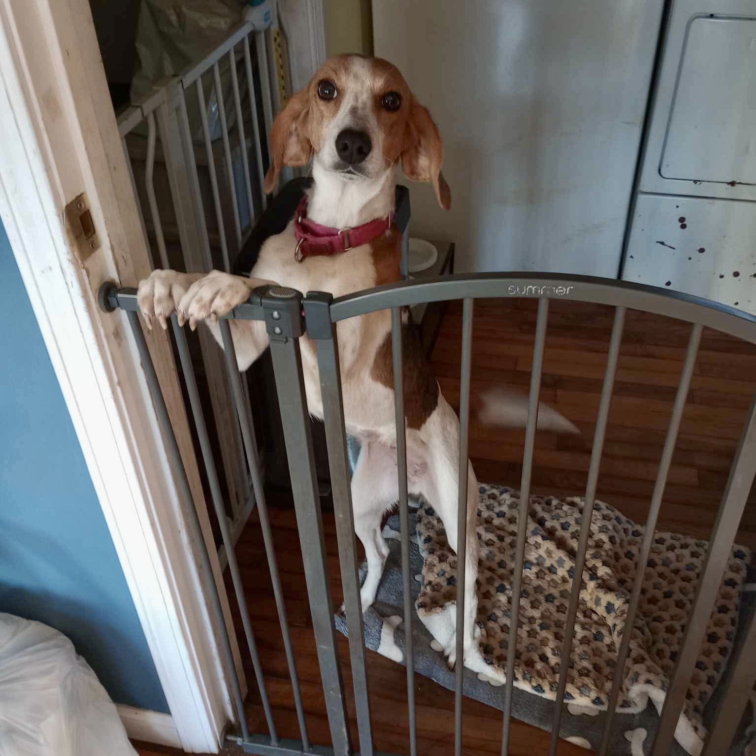 adoptable Dog in Spring Lake, NC named Molly