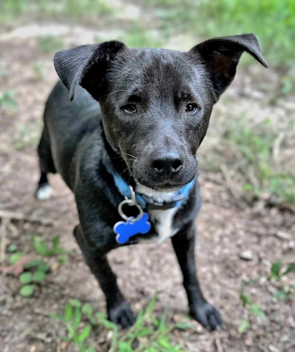 adoptable Dog in Spring Lake, NC named Jett