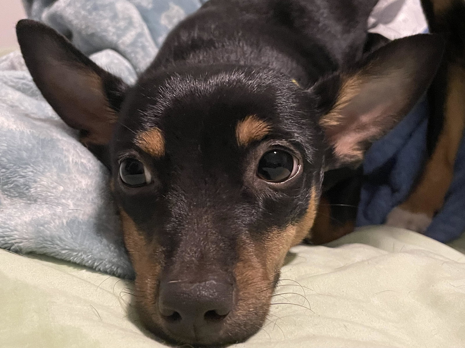 Dog for Adoption Rosco, a Chihuahua in Scotland County, NC Alpha Paw