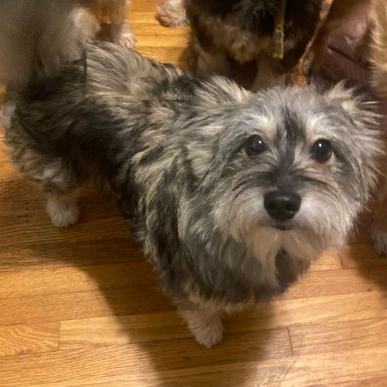 Dog for Adoption - Banjo, a Pomeranian in Raleigh, NC | Alpha Paw