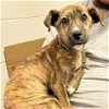 adoptable Dog in , NC named Doolittle