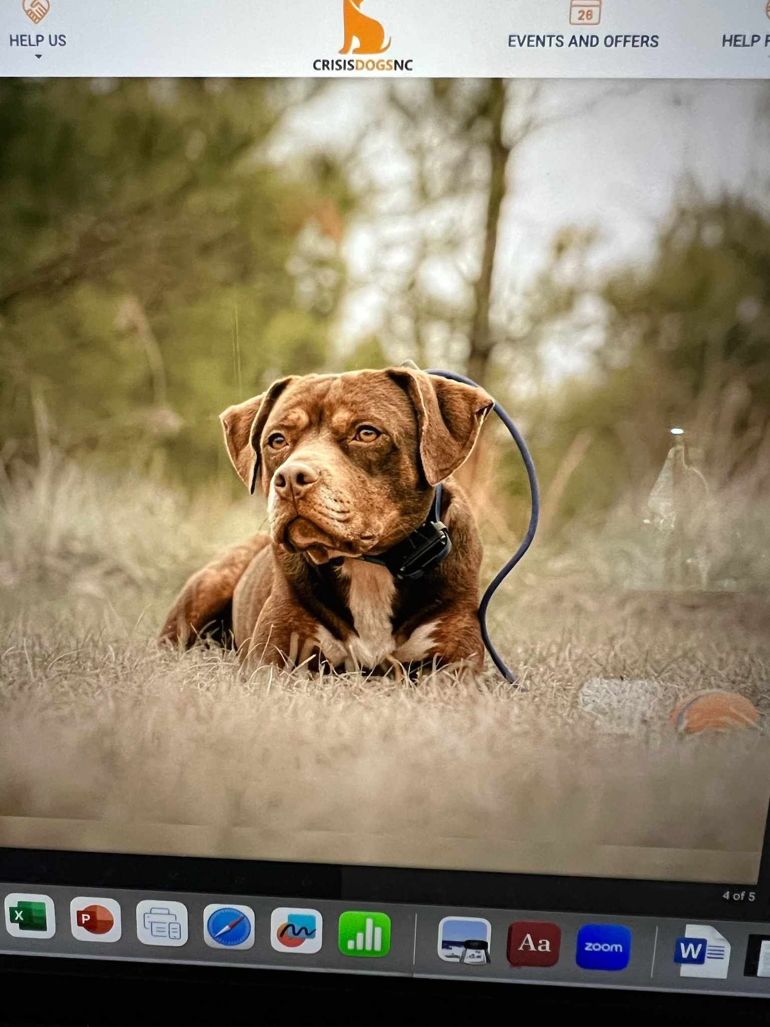 adoptable Dog in Spring Lake, NC named Bonnie