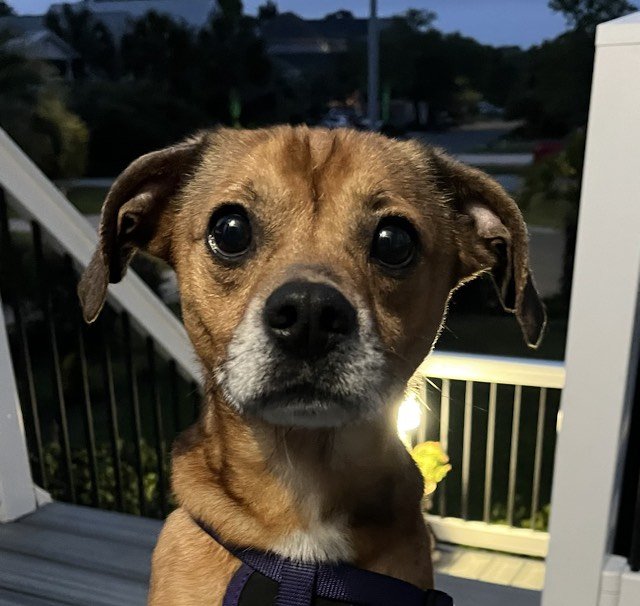 adoptable Dog in Spring Lake, NC named Freddy